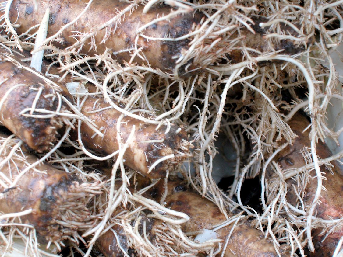 Foto: Groenten&Fruit