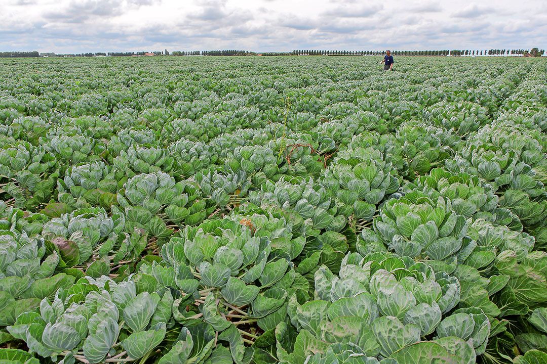 Kasper Kleijwegt probeert witte vlieg onder controle te krijgen door de koppen uit de planten te snijden in plaats van in te slaan - Archieffoto: Peter Roek.