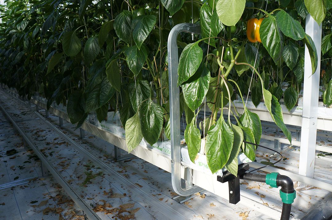 Paprika-areaal Oxin Growers stijgt door uitbreiding in Luttelgeest en IJsselmuiden. - Foto: Gerard Boonekamp