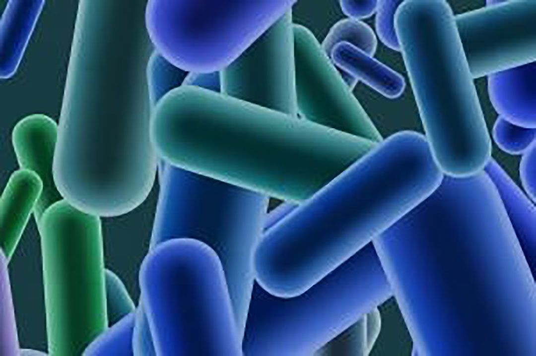 Listeria. - Foto: Efsa