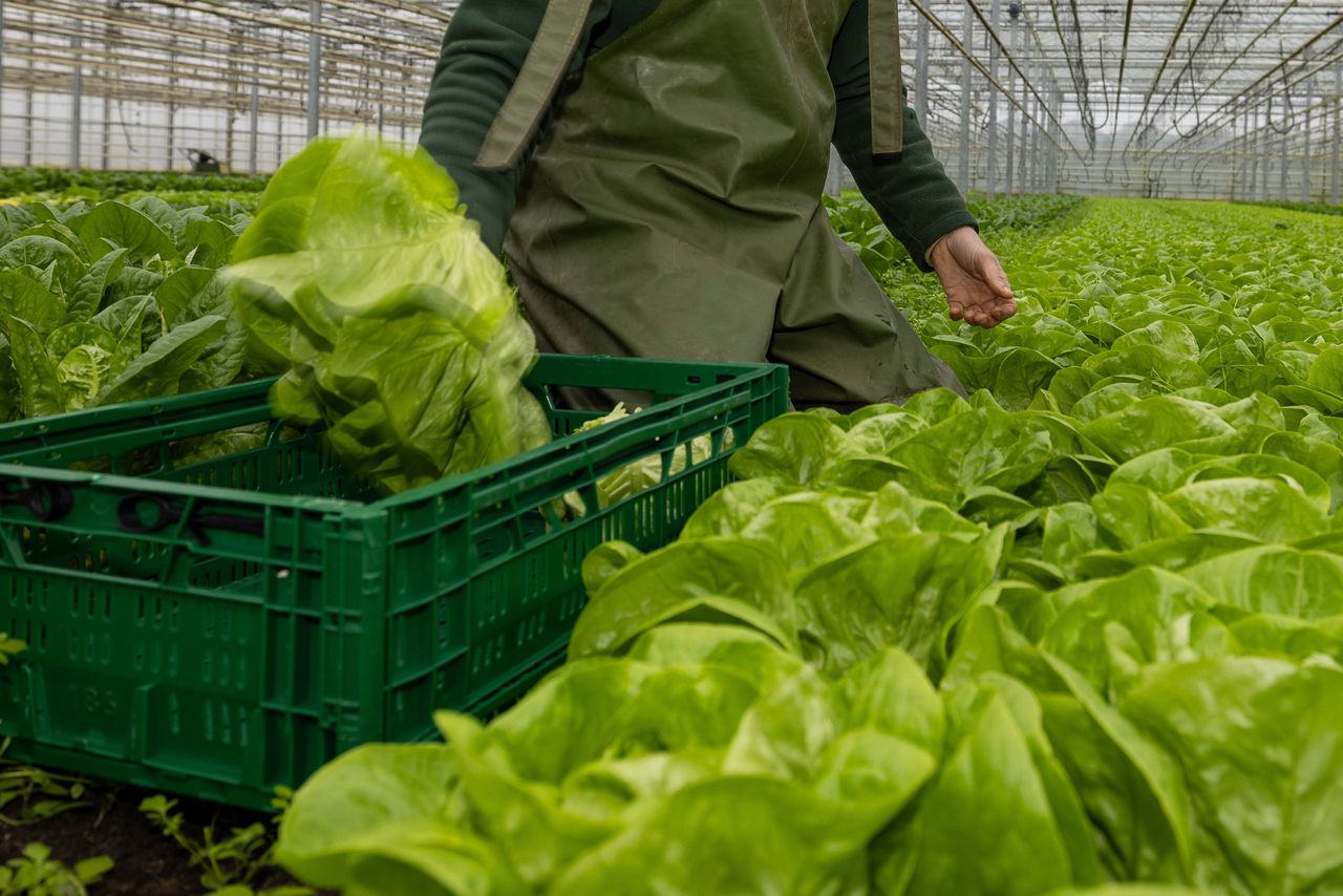 Weersomslagen maakten kropsla gevoeliger voor binnenrand. Foto: Peter Roek