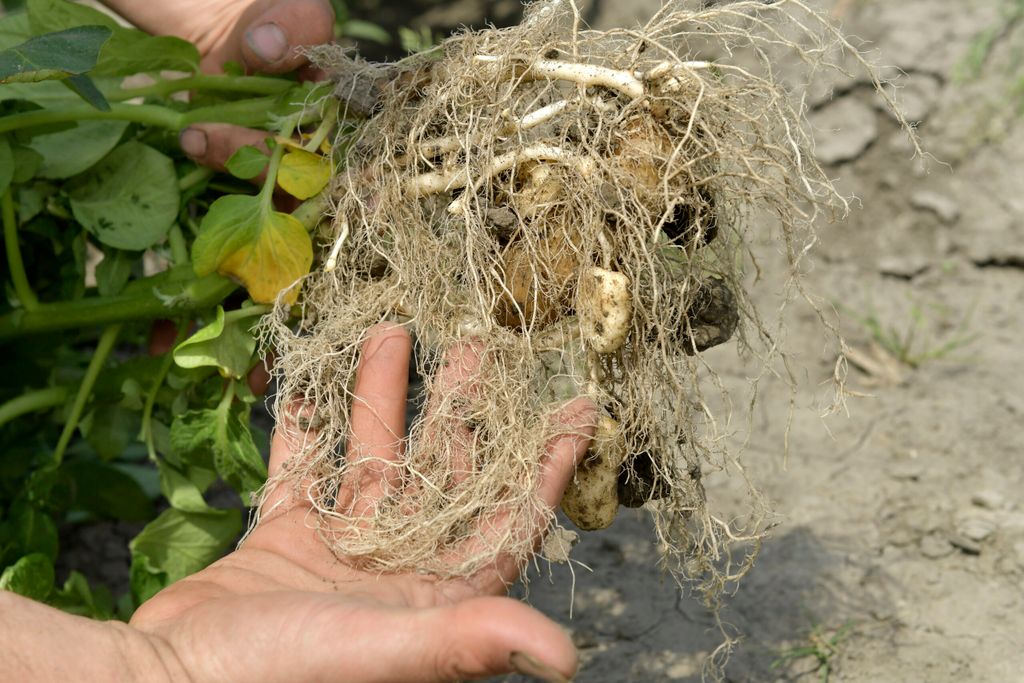 Met hulp van mycorrhiza s kunnen planten makkelijk mineralen en vocht opnemen. -foto: G&F