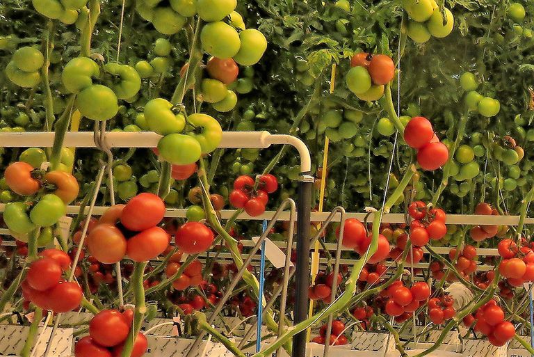 Nederlandse tomaten merken nog weinig van prijsdruk op de Duitse markt. - Foto: Ton van der Scheer
