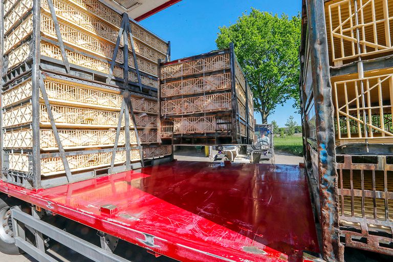 Bij hoge temperaturen neemt de kans toe dat vleeskuikens het transport naar de slachterij niet overleven. - Foto: Bert Jansen