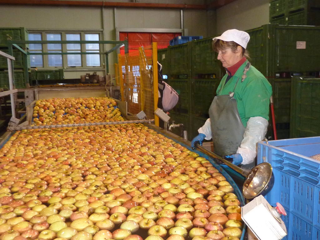 Polen moet appelproductie afstemmen op vraag