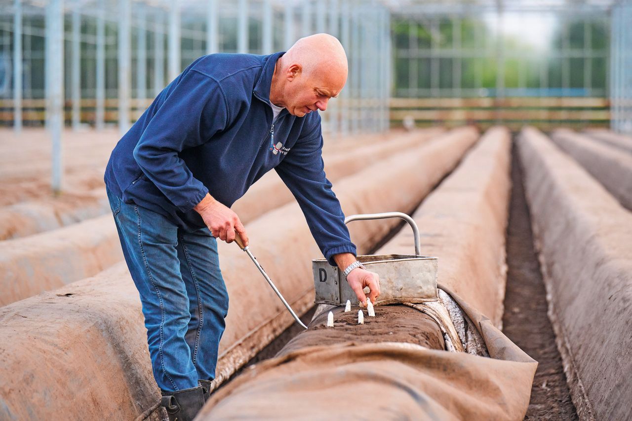 Walter Gubbels kan waarschijnlijk vanaf de tweede week van februari asperges oogsten in de kas. Door de sneeuwval van begin januari liep de teelt ongeveer een week vertraging op. Foto: Van Assendelft Fotografie