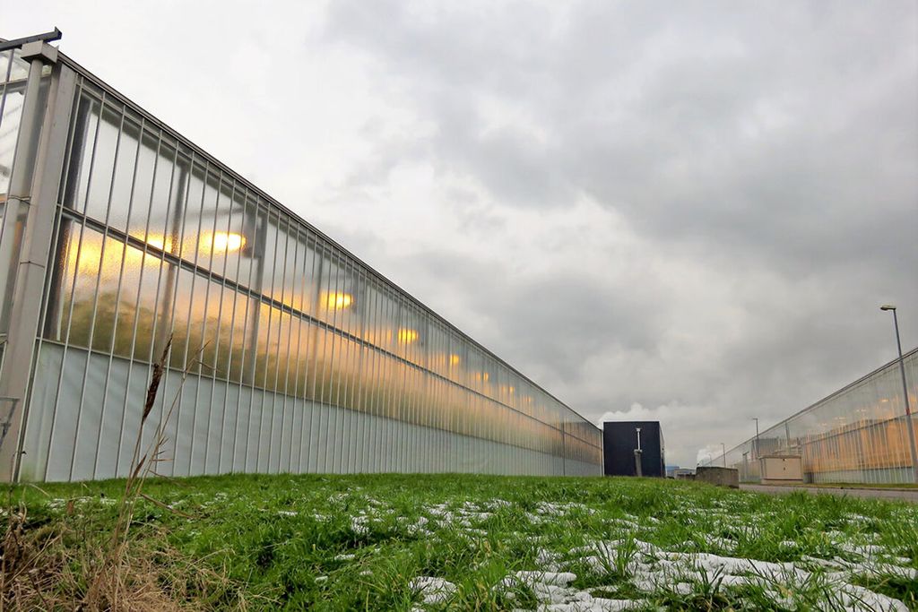 Door toetreding van Harvest House en ZON geniet nu naar schatting 80% van de glasgroentetelers van GMO-steun. - Foto: Ton van der Scheer