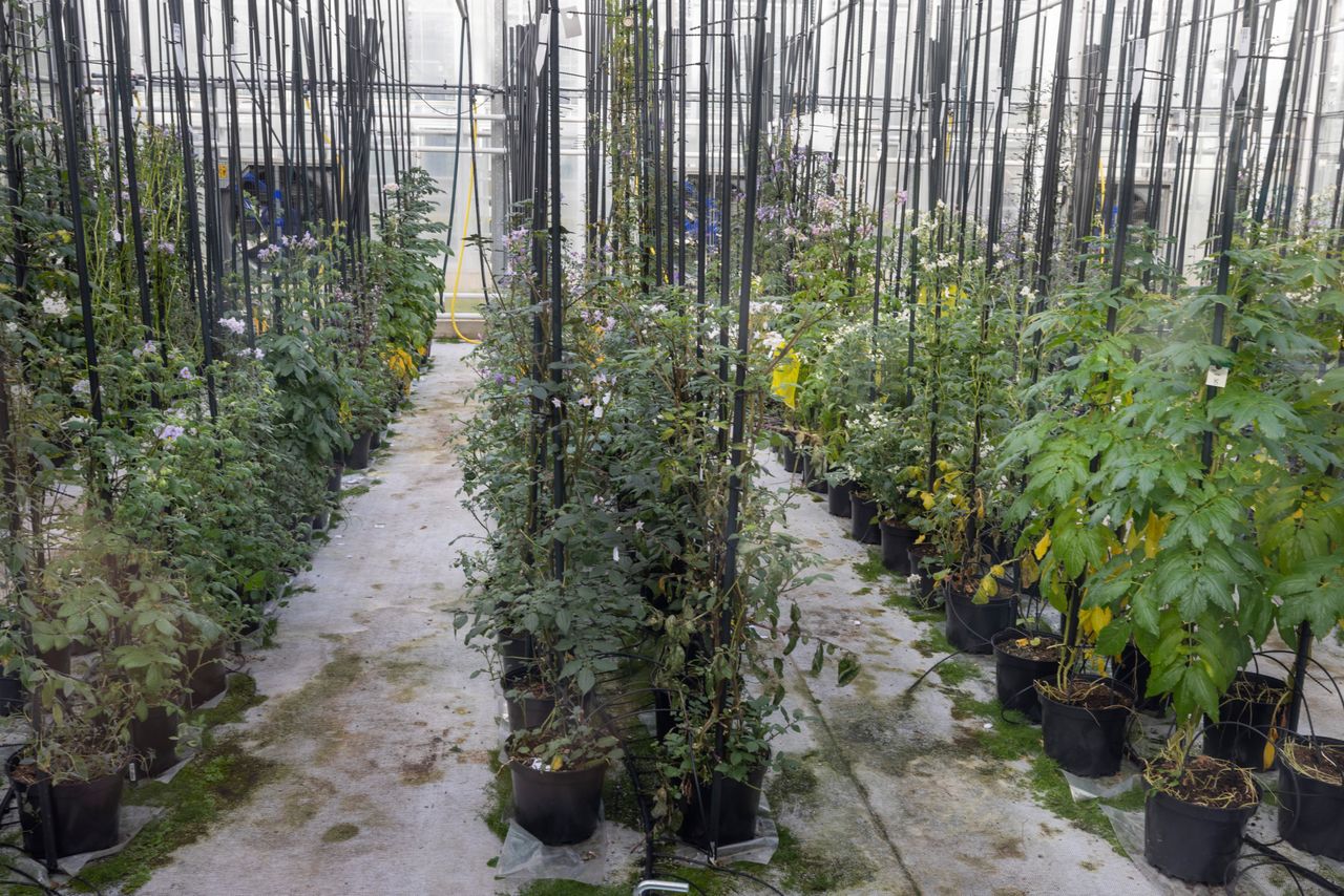 Aardappelen in een onderzoeksopstelling bij WUR. Afbeelding ter illustratie. Foto: Koos Groenewold