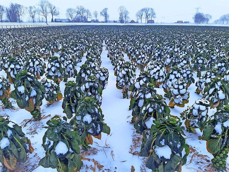Felle kou in combinatie met veel sneeuw heeft in de laatste fase van het spruitenseizoen nog flinke schade aangericht. - Foto: Kasper Kleijwegt