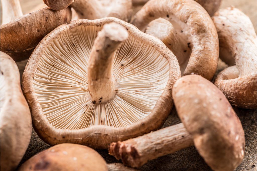 Paddenstoelen kweken op robotboerderijen