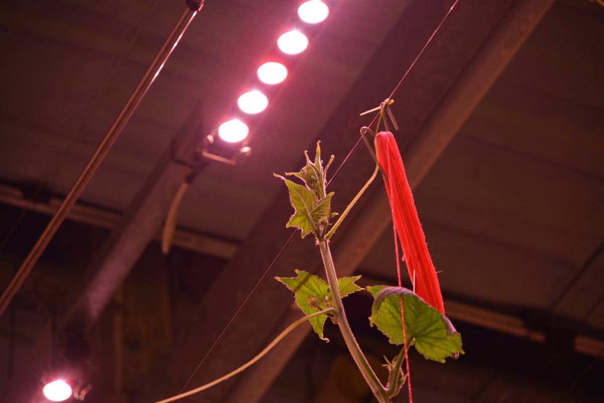 De toenemende investeringen in led-verlichting brengt nieuwe uitdagingen met zich mee voor telers. Foto: Peter Visser