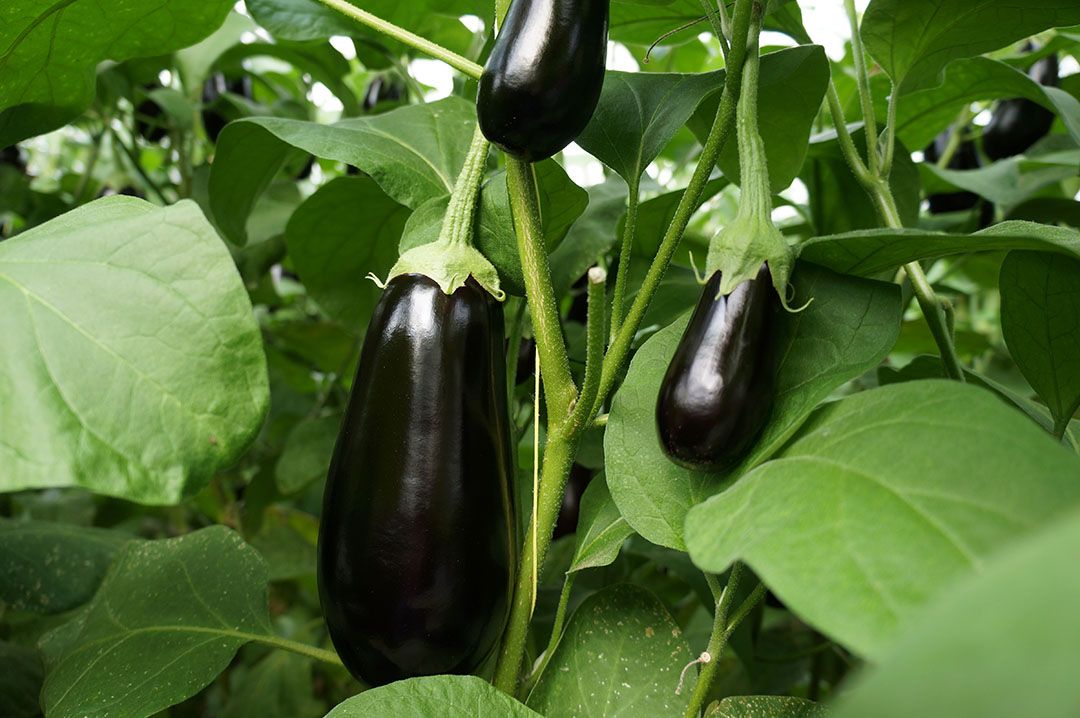 Prijzen van aubergines stijgen. - Foto: Gerard Boonekamp