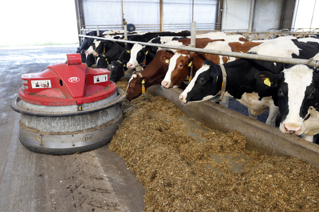 Voeraanschuifrobot schuift in nieuwe ligboxenstal op melkveebedrijf voer aan voor het voerhek.<em><br />Foto: Bert Jansen</em>