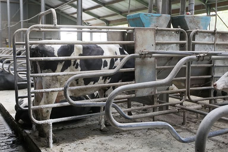 Een maximaal aandeel ruweiwit in krachtvoer voor melkvee wordt ingevoerd in de laatste 4 maanden van 2020 volgens een voorstel van het ministerie van LNV. - Foto: Ronald Hissink