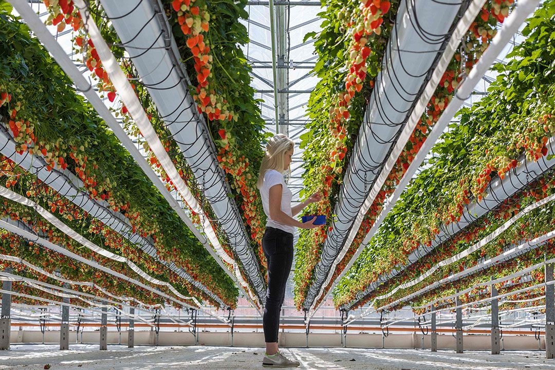 In het Duitse stadje Visbek is het oogsttijd in de aardbeien.   Foto: AFP