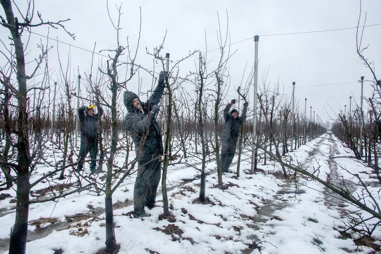 5 hectare perenbomen verplaatsen; gekkenwerk?