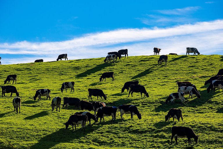Koeien in Nieuw-Zeeland. Met de handelsdeal verdwijnen de tarieven voor zuivel binnen vijf jaar, wel blijven nog ‘overgangsquota’ van kracht. - Foto: Canva