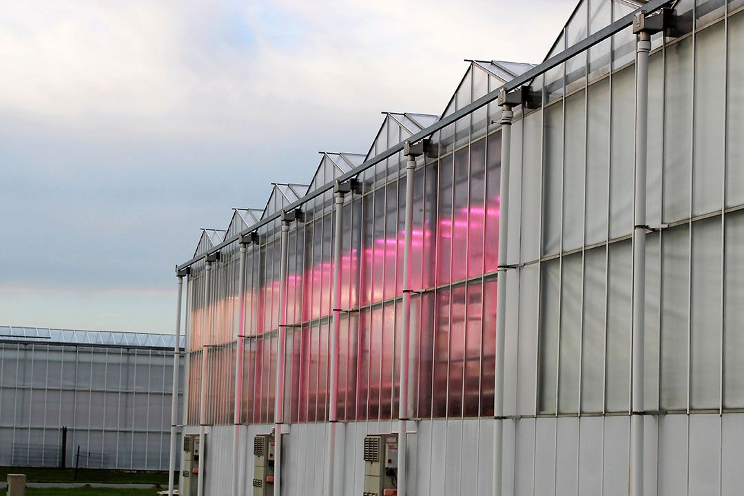Met investering in ledlampen kan het puzzelen zijn in welke regeling een teler die het beste kan schuiven.