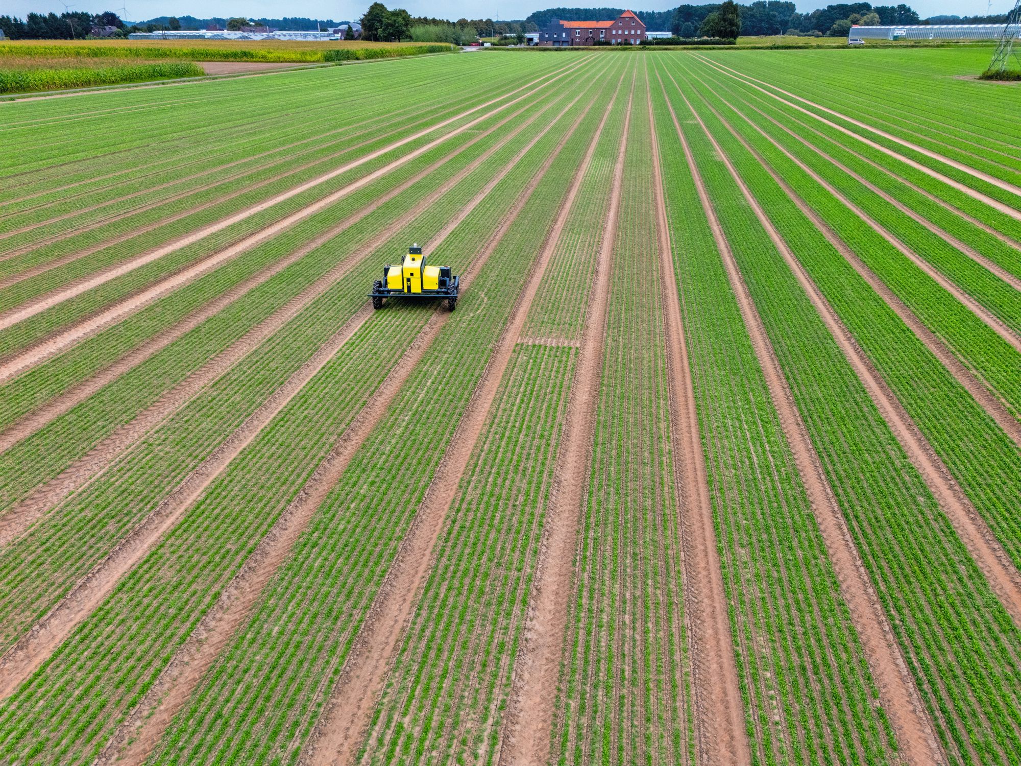 De autonoom werkende Kilter AX-1 spotsprayer zorgt 24/7 voor onkruidbestrijding, zoals hier in bladselderij. Bij Straeten gebeurt dat ook in spinazie en rucola. De robot heeft een capaciteit van 5 tot 7 hectare per etmaal. Foto’s: Bert Jansen
