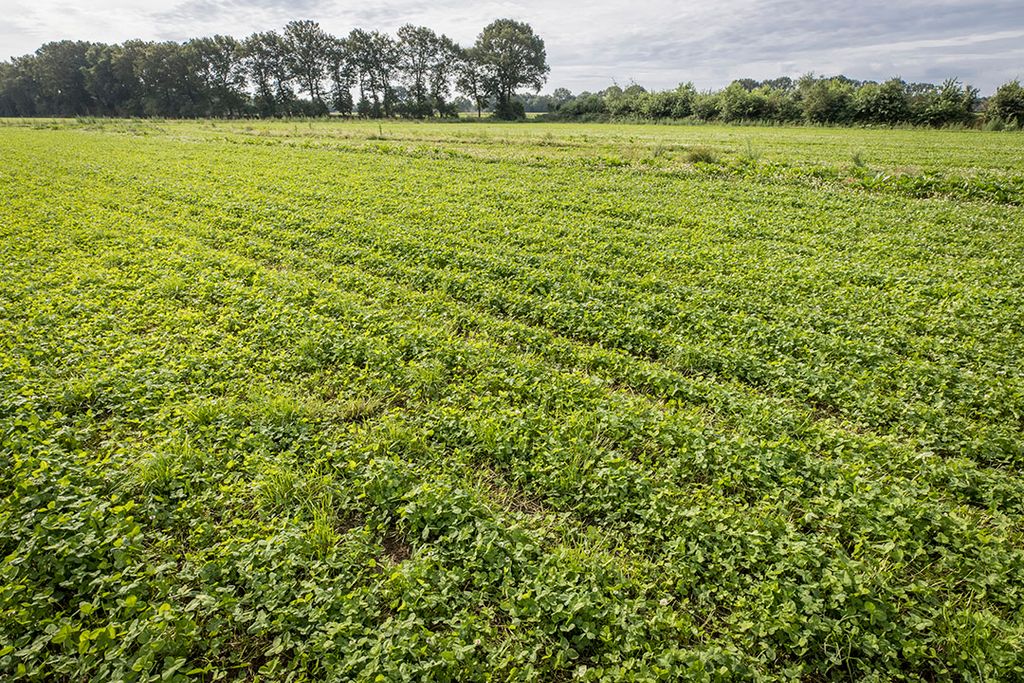 Nederland behoort tot de achterhoede van de lidstaten van de Europese Unie als het gaat om het percentage biologisch areaal (4%). Foto: Koos Groenewold