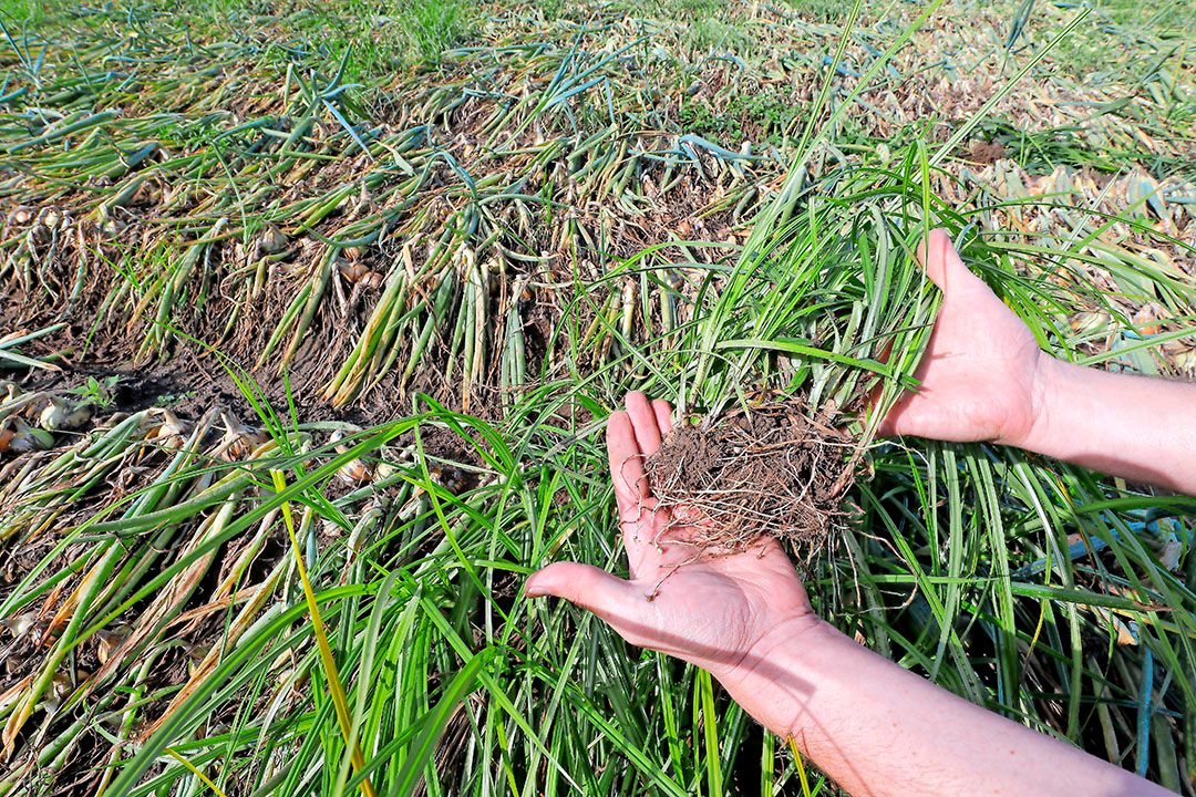 Knolcyperus