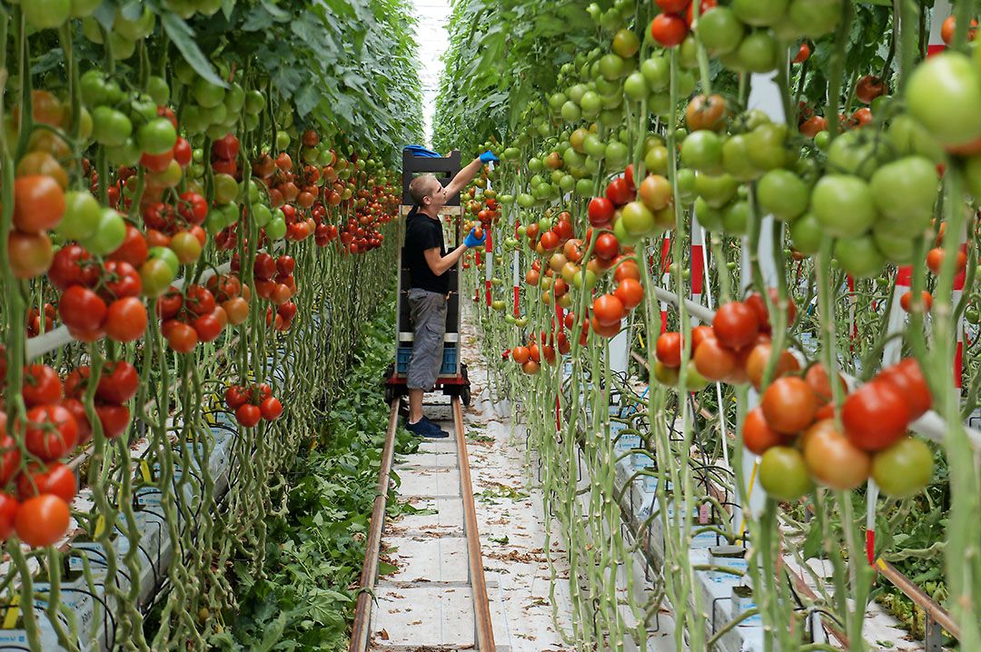 Teelt van tomaten. - Foto: Gerard Boonekamp