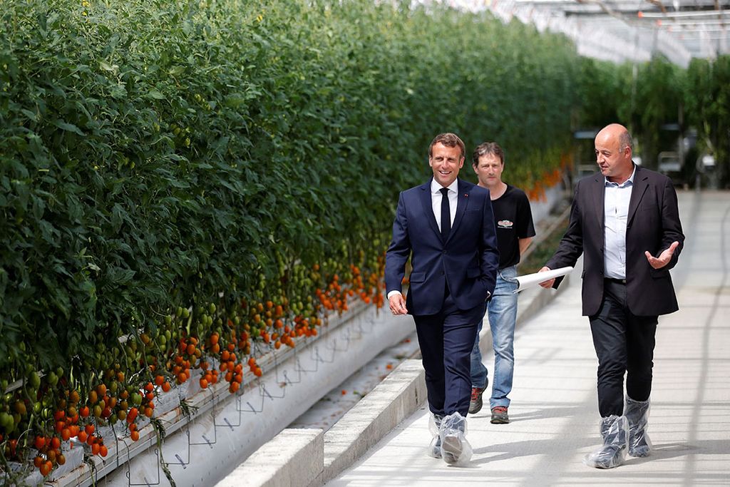 De Franse president Emmanuel Macron bezoekt een Franse tomatenkweker in Cleder. De roep om versterking van de eigen land- en tuinbouw wordt sterker in Frankrijk. - Foto: ANP