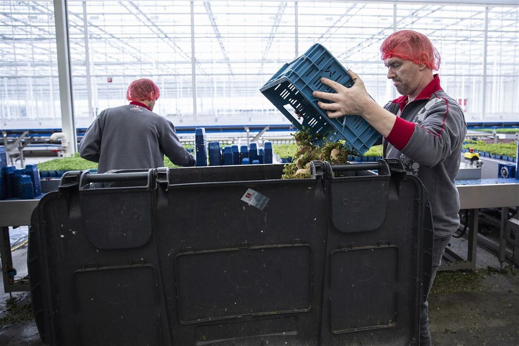 In maart werd bij Koppert Cress, een bedrijf dat teelt voor de horeca, tonnen product weggegooid. Dit dreigt opnieuw bij horecatelers. - Foto: ANP/Laurens van Putten