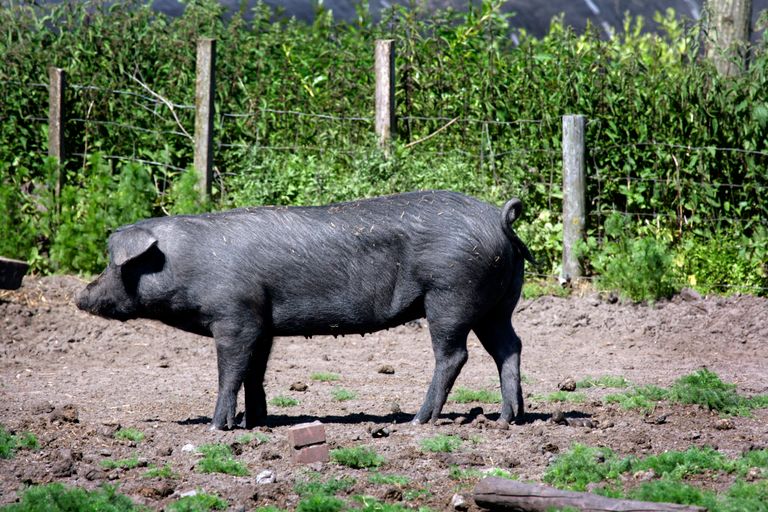 Biologisch varken op bedrijf in de Achterhoek. - Foto: Henk Riswick