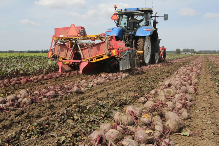 De rode bieten van biologisch landbouwbedrijf Riemens uit het Zeeuws-Vlaamse Schoondijke zijn oogstklaar. Loonbedrijf Dekker-Haartsen uit Biervliet rooit een deel van het perceel. - Foto's: Anton Dingemanse