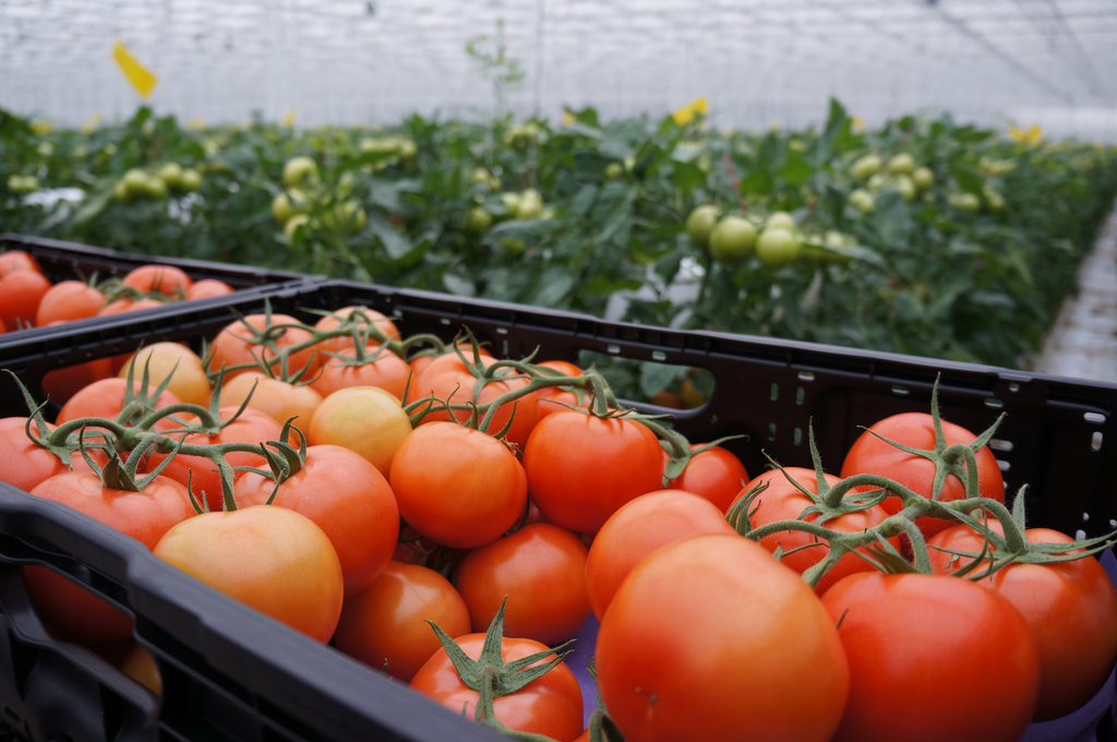 Snel stijgende tomatenprijzen voor kerstaankopen