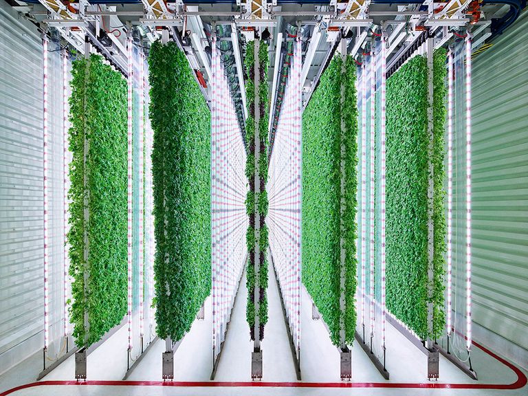 Plenty teelt verschillende slaproducten in zijn vertical farms. Walmart investeert in de farms en neemt de producten op in het assortiment. - Foto: Plenty