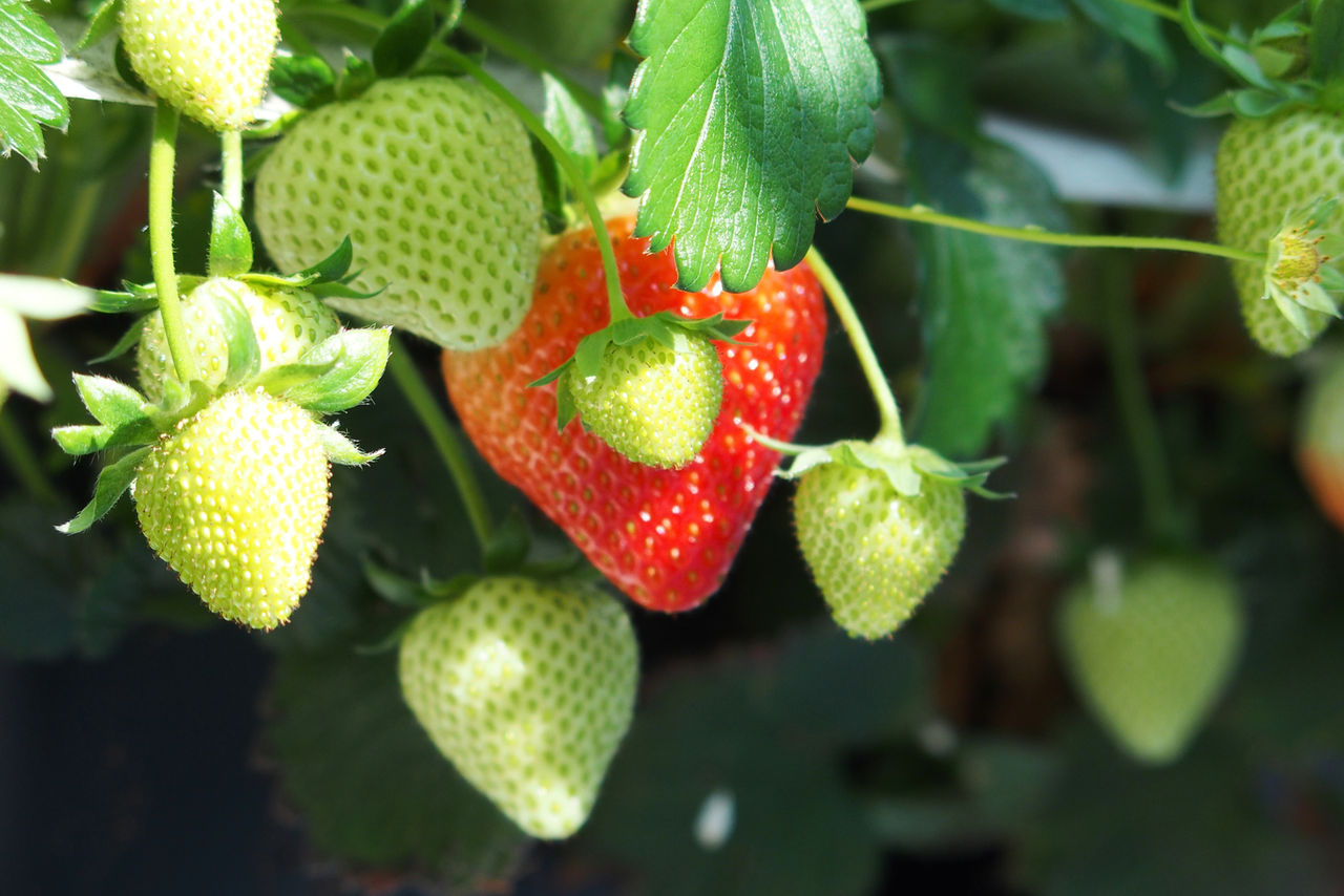 Paasweek verleidt (nog) niet tot oplopende prijzen aardbeien