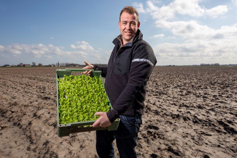 Mart Boender van Tuinderij Boender in Piershil is nog nooit zo vroeg begonnen met planten van sla als dit jaar. – Foto: Roel Dijkstra.