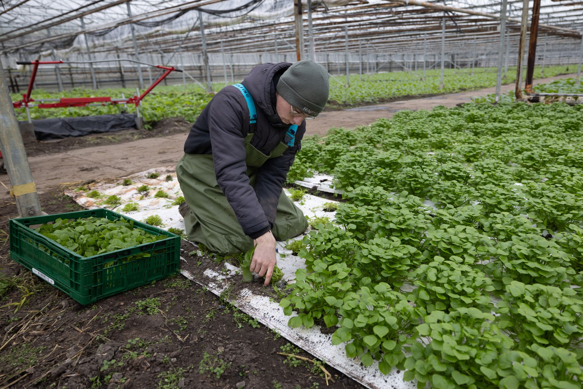 De plantpotjes van de winterpostelein blijven staan om te hergroeien. Foto: Peter Roek