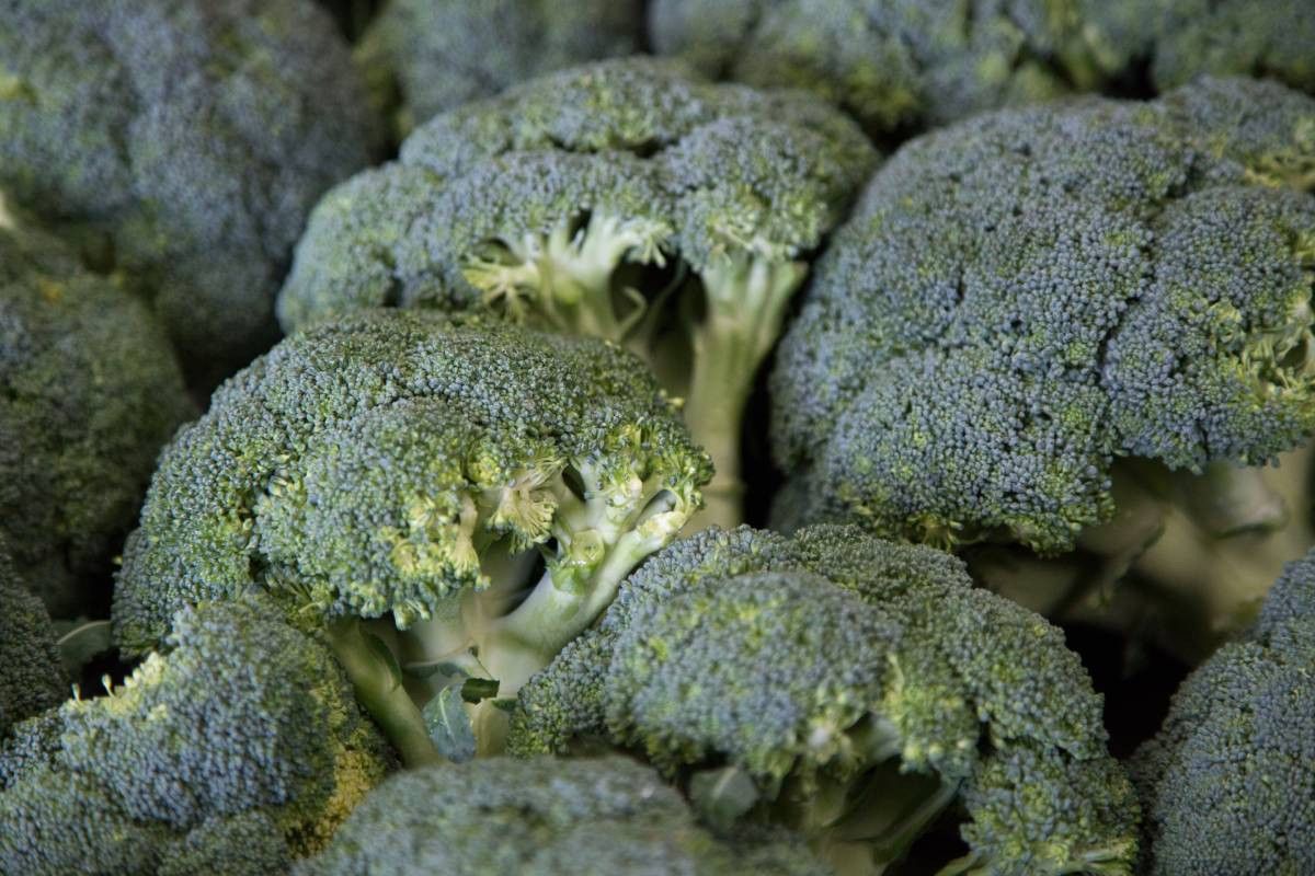 Broccolitelers met PlanetProof krijgen een duurzaamheidsvergoeding van €0,14 per kilo. Foto: Jan Willem Schouten