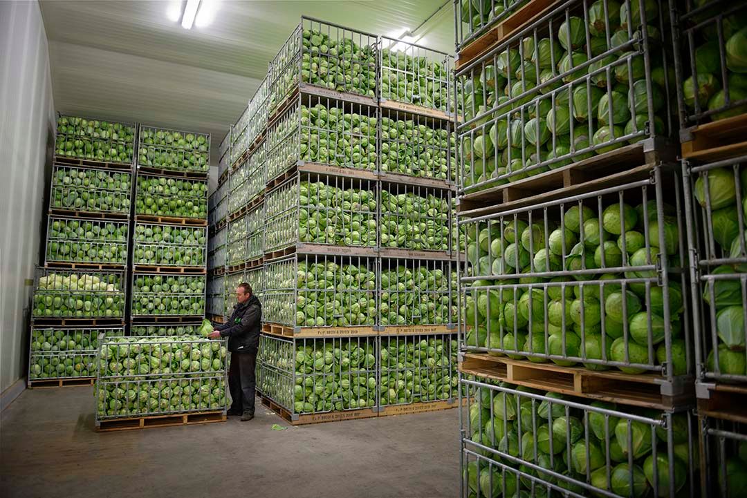 Ten aanzien van de kwaliteit van de huidige (lange) bewaarkool heerst enige onzekerheid - Foto: Lex Salverda