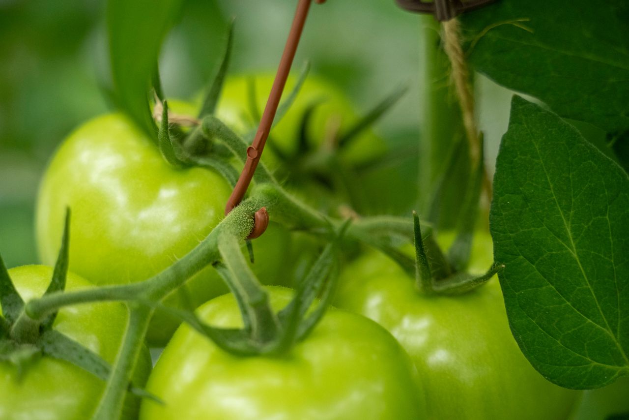 Exporteisen plantmateriaal verschuiven naar resistentie verwacht Naktuinbouw. Foto: Bram Becks Fotografie