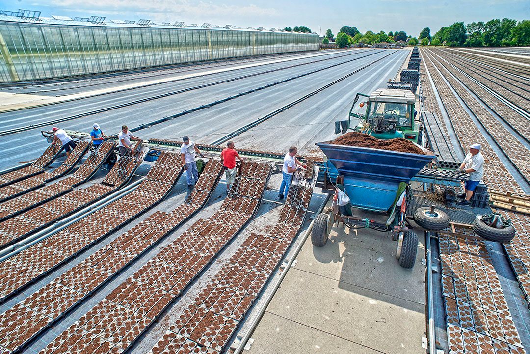 Potgrond vullen op aardbei-trayveld. - Foto: Van Assendelft Fotografie