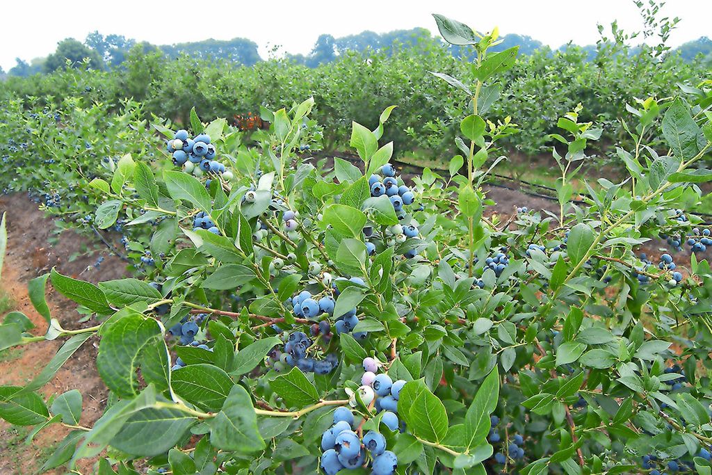 Vorig jaar richtten spreeuwen voor enkele miljoenen euro’s oogstschade aan in blauwe bessen - Foto: Stan Verstegen