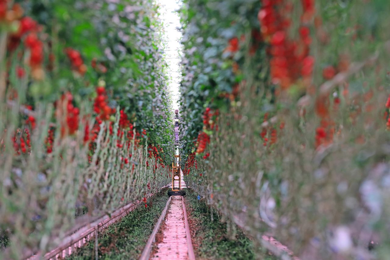 Archieffoto van tomatenteelt. Telersgroep Prominent van Growers United vierde recent het 30-jarige bestaan. Foto: Fotostudio Atelier 68