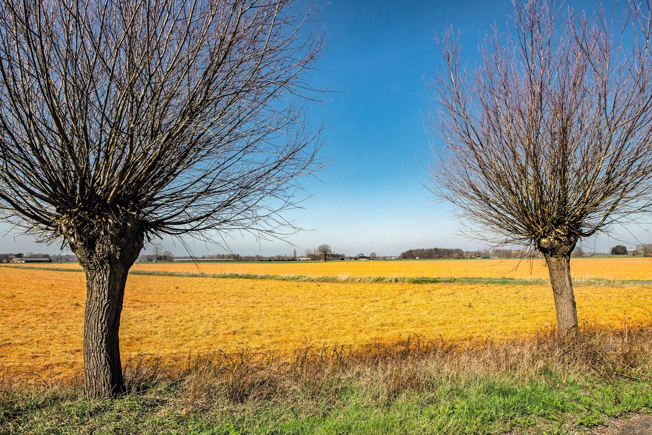 Doodgespoten grasland in het voorjaar. Foto: Ronald Hissink