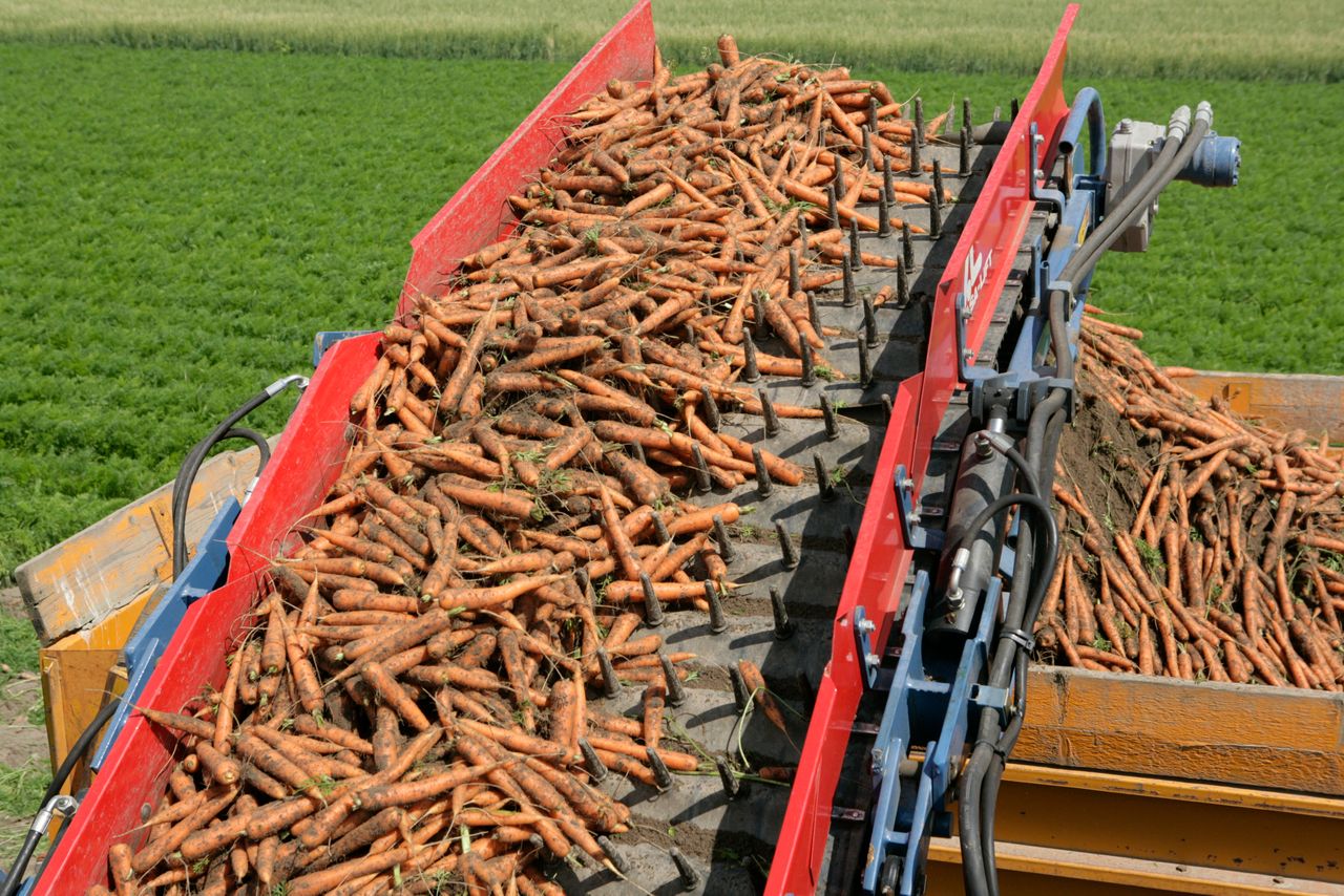 Rond 20 juni kan de vroege peen worden geoogst. Foto: Henk Riswick