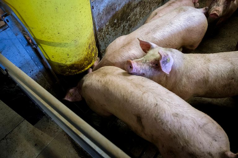 Foto: Roel Dijkstra