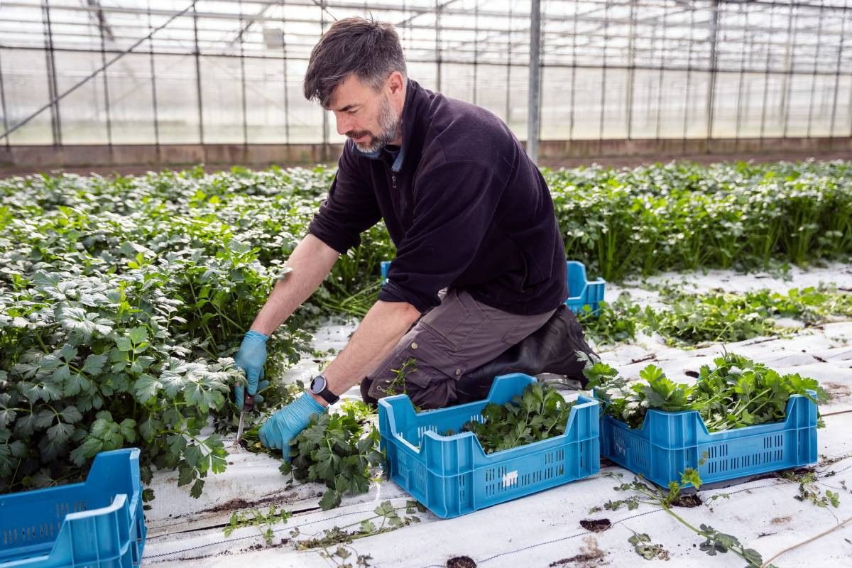 In week 51 is de laatste peterselie geoogst op het bedrijf van Gert Kooijman. Foto: Dennis Wisse Photography