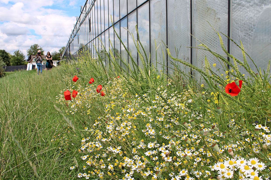 Meer Zuid-Hollandse aandacht voor impact glastuinbouw op leefomgeving. Foto: Ton van der Scheer.