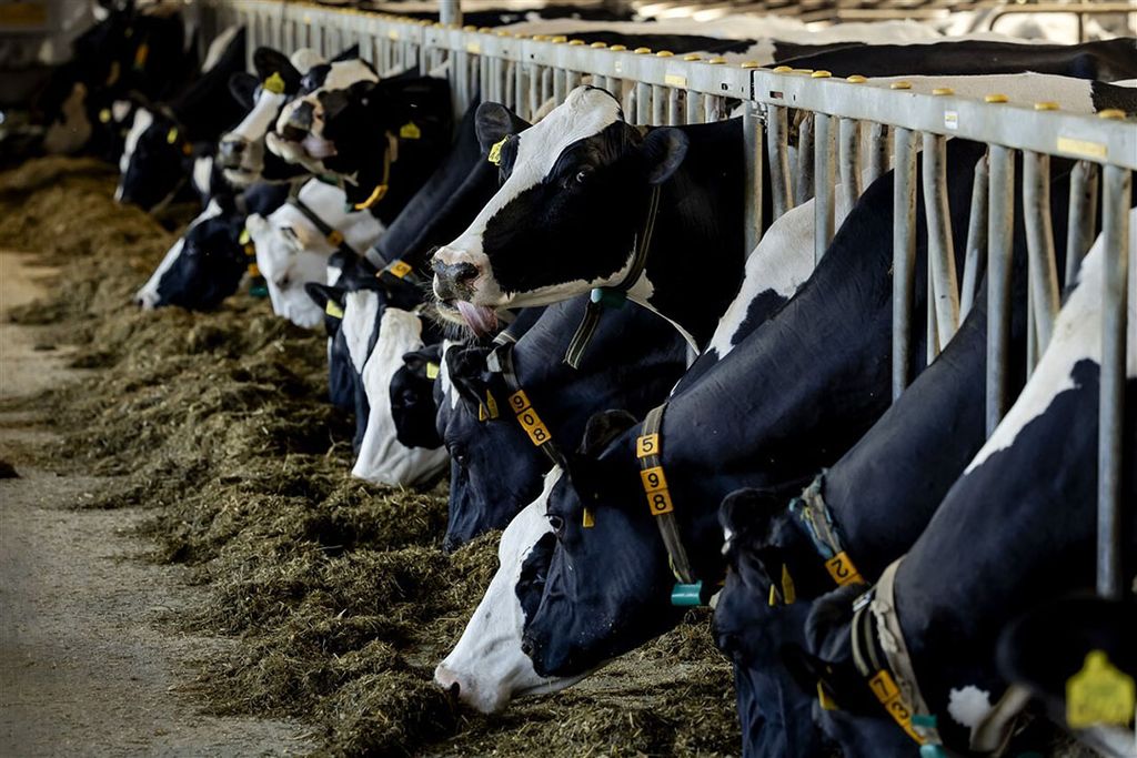 Zuivelproducenten zouden volgens Wakker Dier de indruk wekken dat ze weidemelk gebruiken in plaats van melk van koeien die op stal ​​​​​​​staan.