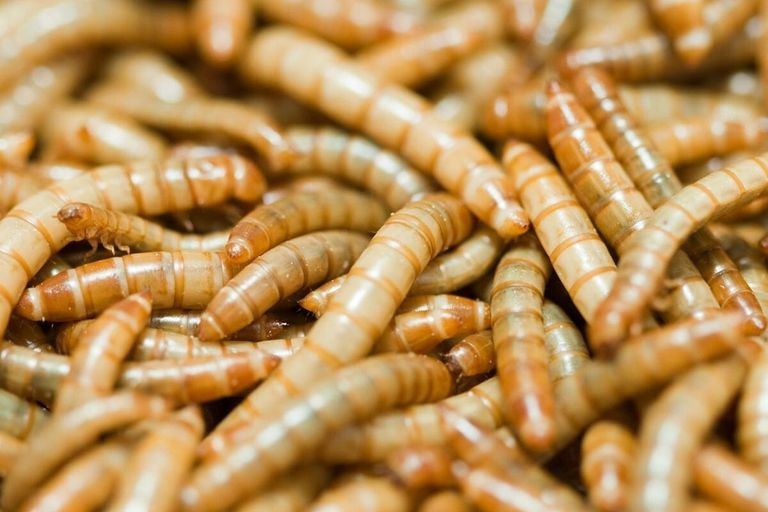 Ÿnsect heeft een gepatenteerd proces ontwikkeld voor het kweken van meelwormen om een ​​verscheidenheid aan verteerbare eiwitten en meststoffen te produceren. Foto: Canva