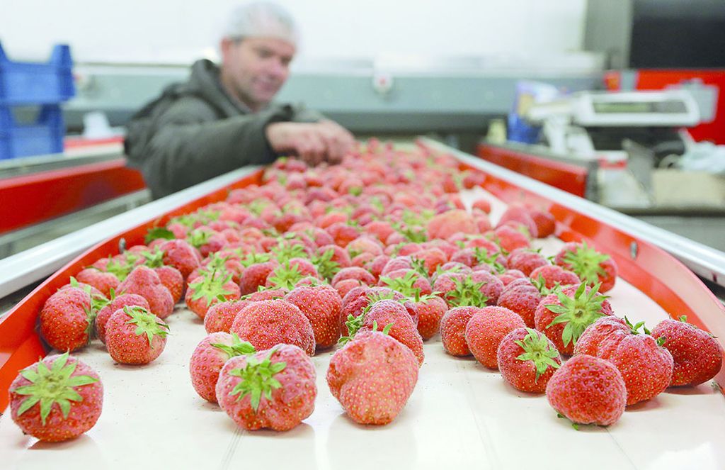 Markt: Hoop aardbeienmarkt op omschakelende supers