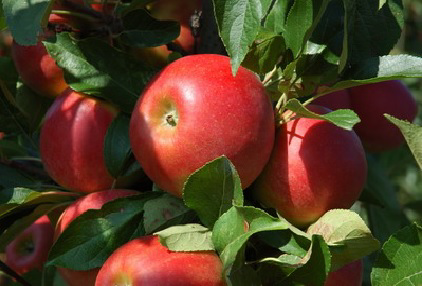 Reorganisatie bij PPO Bollen, Bomen & Fruit
